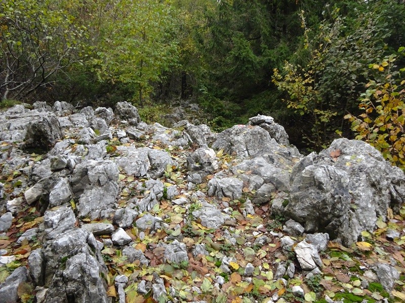 Veliki rob (25.11.2023 in ogl.t.) - foto povečava