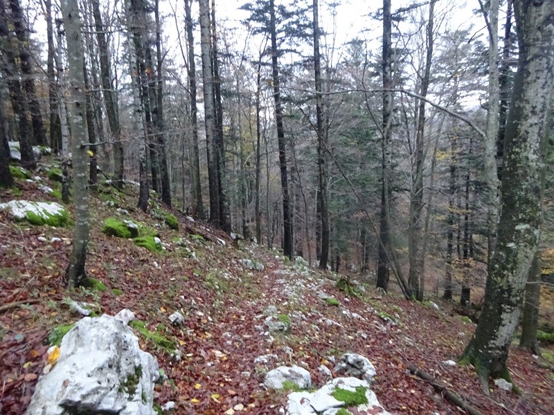 Veliki rob (25.11.2023 in ogl.t.) - foto povečava
