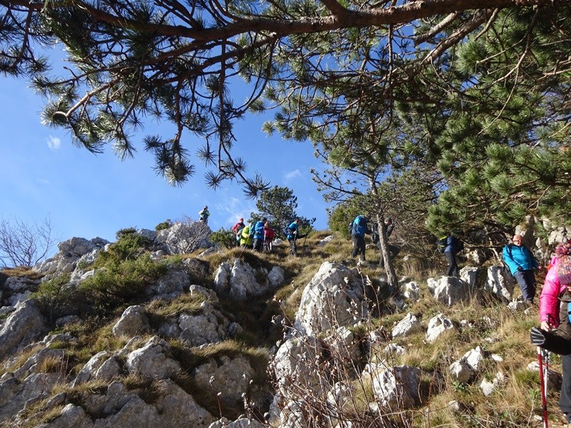 Veliki rob (25.11.2023 in ogl.t.) - foto povečava