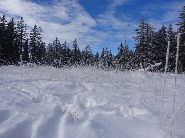 Rogla izvir pake (23.12.2023 in ogl.t.) - foto