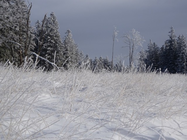 Rogla izvir pake (23.12.2023 in ogl.t.) - foto