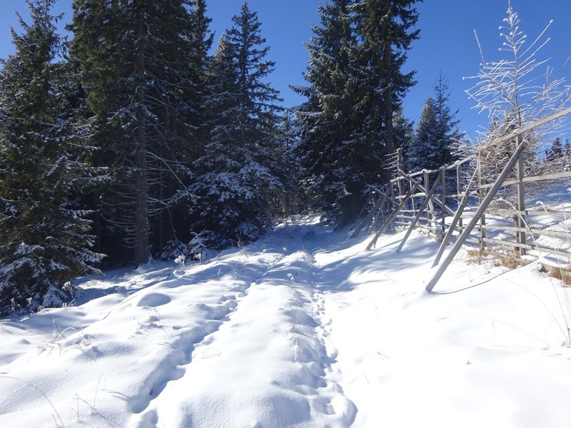 Rogla izvir pake (23.12.2023 in ogl.t.) - foto povečava