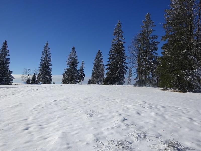 Rogla izvir pake (23.12.2023 in ogl.t.) - foto povečava