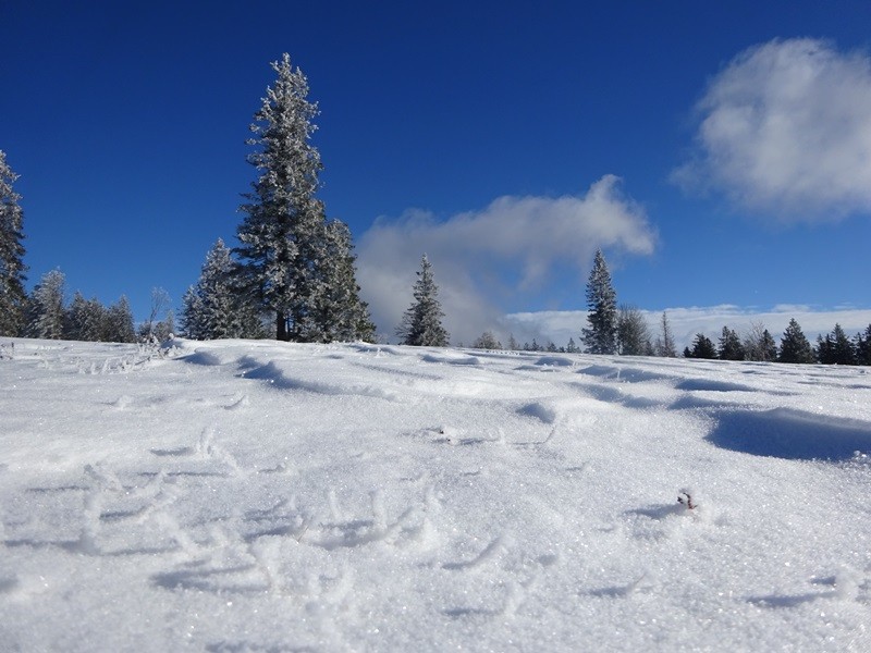Rogla izvir pake (23.12.2023 in ogl.t.) - foto povečava