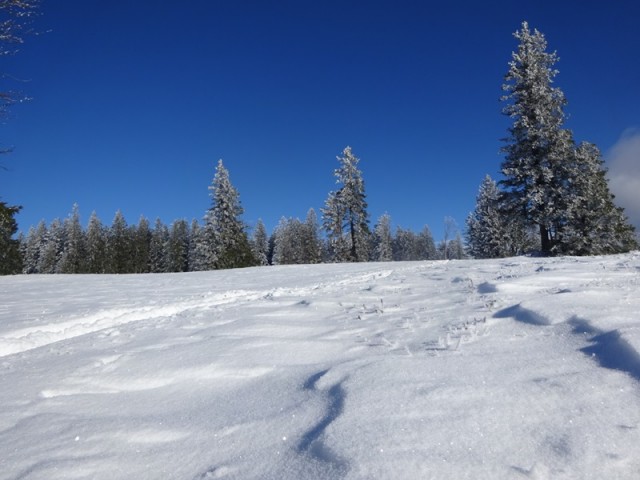 Rogla izvir pake (23.12.2023 in ogl.t.) - foto