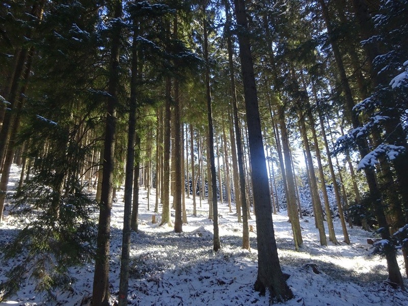 Rogla izvir pake (23.12.2023 in ogl.t.) - foto povečava
