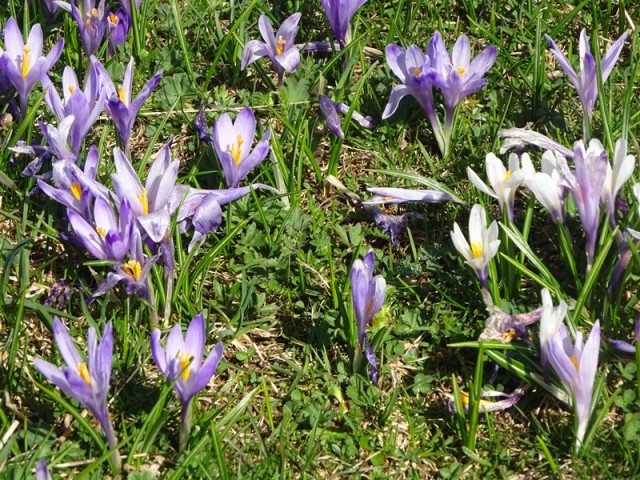 Velika planina (13.4.2024) - foto