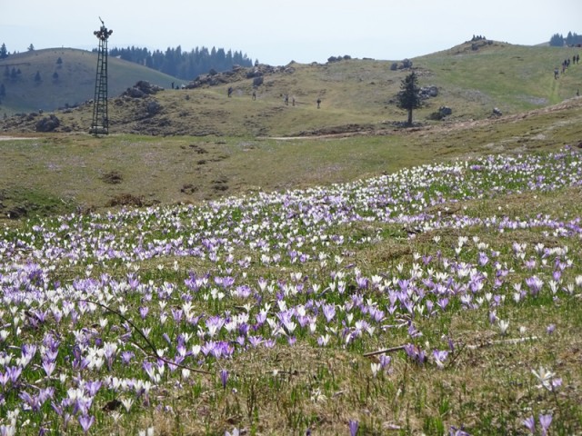 Velika planina (13.4.2024) - foto