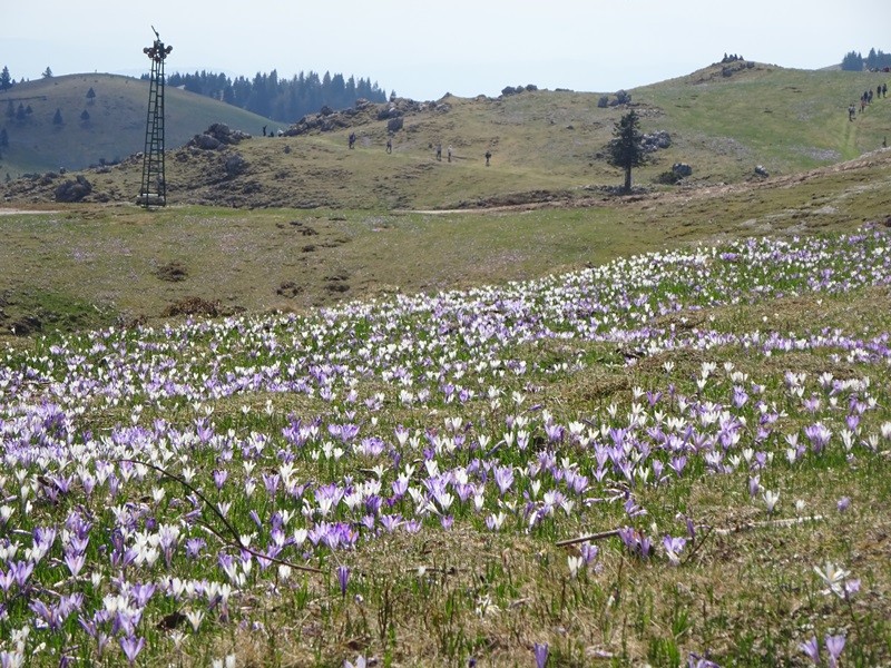 Velika planina (13.4.2024) - foto povečava