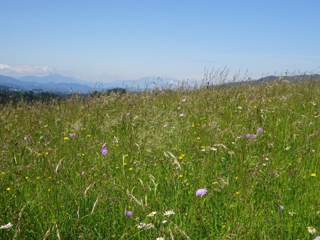 Kapla na kozjaku za oš  (15.6.2024, ogl. t.) - foto