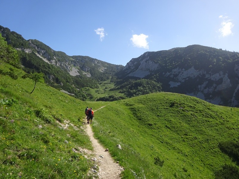 Kompotela (ogl.t.) - foto povečava