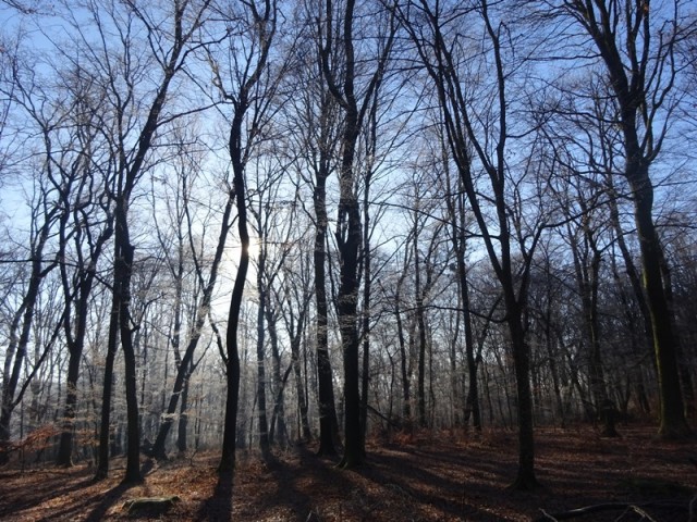 Pomurska planinska pot (11.1.2025) - foto
