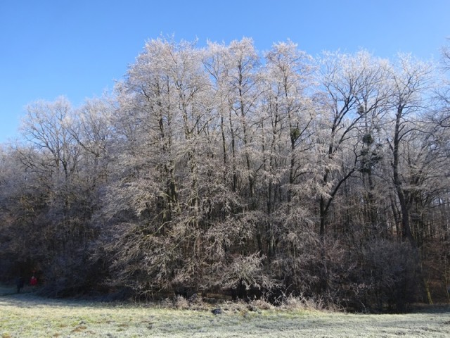 Pomurska planinska pot (11.1.2025) - foto