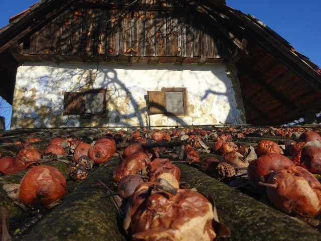 Pomurska planinska pot (11.1.2025) - foto