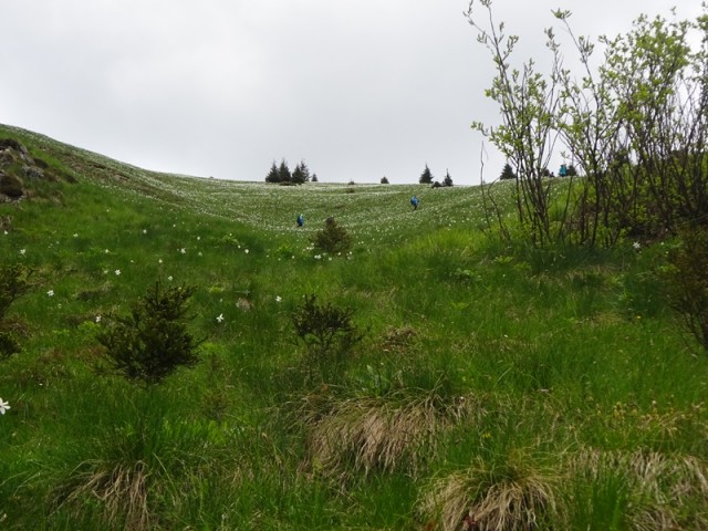 Golica pohod za OŠ (24.5.2025) - foto