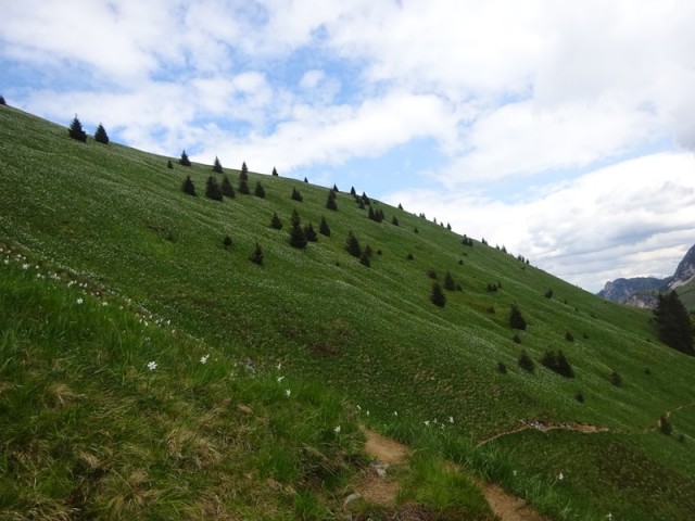 Golica pohod za OŠ (24.5.2025) - foto