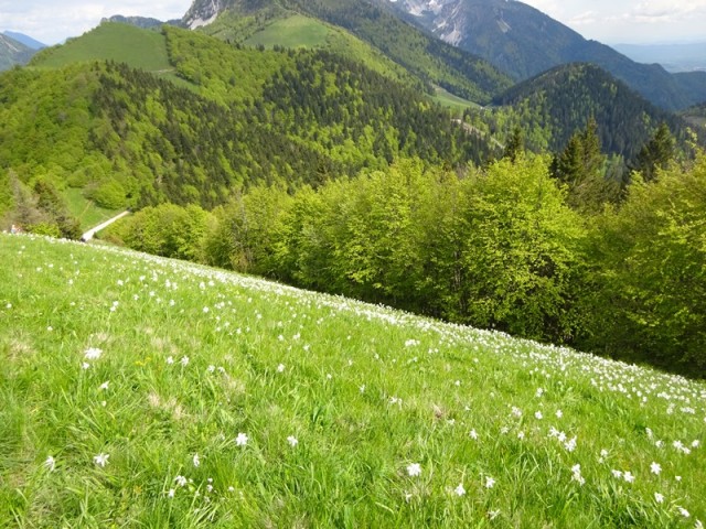Golica pohod za OŠ (24.5.2025) - foto