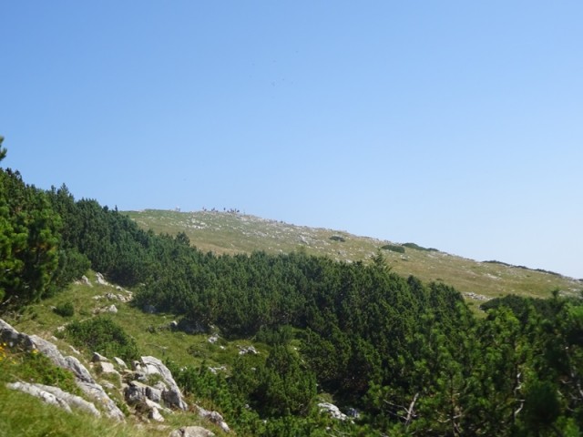 Raduha (ogl.t.) - foto
