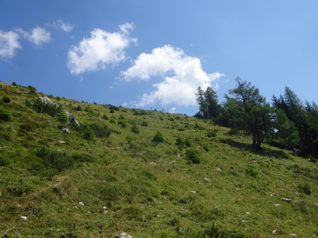 Raduha (ogl.t.) - foto