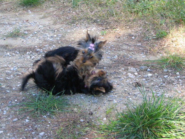 najmlajši borki