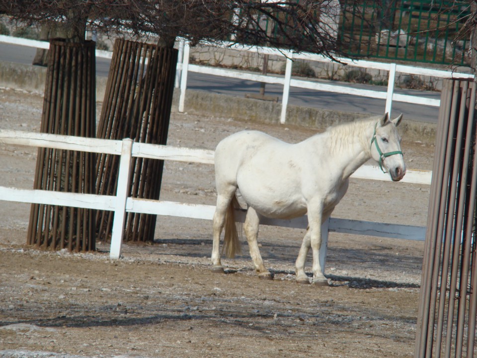lipicanci-breja kobila