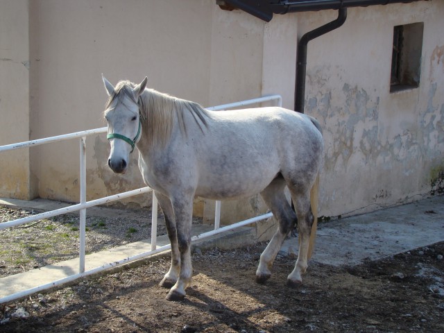Lipicanci-breja kobila
