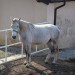 lipicanci-breja kobila