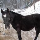 dober dan