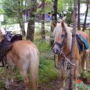 NA KONJENICI HAFLINGER LOGARSKA DOLINA
