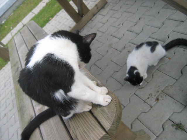 Črnobela mamica in beločrn mladič